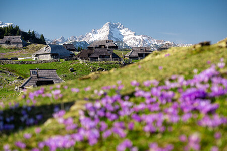 Cvetoča Velika planina – informacije za obiskovalce (3)